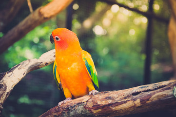 Portrait of blue-green-and-yellow amazon's parrot - in dark and