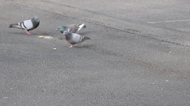 Pigeons cherchent des miettes