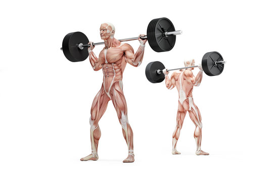 Muscular man holding a barbell on his shoulders. Anatomical illustration. Isolated. Clipping path