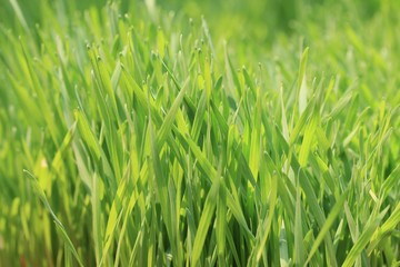 Field of green barley sapling