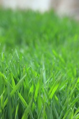 Field of green barley sapling