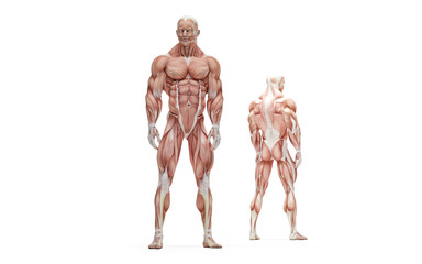 Posing athlete. Anatomical illustration. Isolated. Clipping path