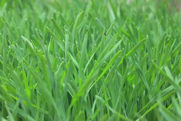 Field of green barley sapling