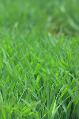 Field of green barley sapling