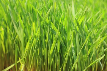 Fototapeta na wymiar Field of green barley sapling