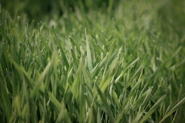 Fototapeta na wymiar Field of green barley sapling