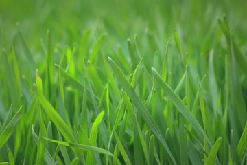 Field of green barley sapling