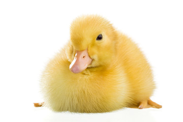 Yellow duckling