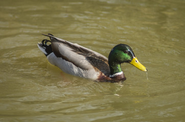 duck