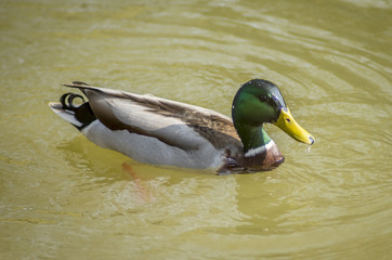 duck