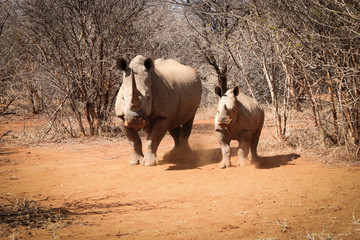 Rhinocéros blanc avec un bébé rhinocéros
