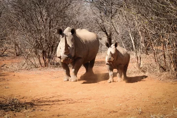 Papier peint photo autocollant rond Rhinocéros Rhinocéros blanc avec un bébé rhinocéros