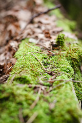 Trunk covered by moss on autumn season