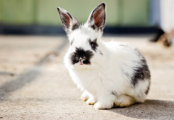 Little white bunny with black spots on the fur