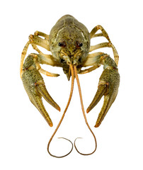 Live crayfish close up on a white background.