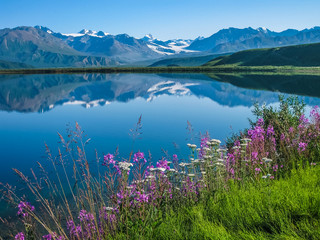 Wildflowers on the bank of Tanana Valley State Forest, Alaska with the mountains reflecting in the water.