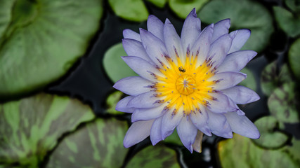 Lotus.