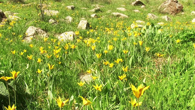 Yellow tulip flowers on green spring fild
