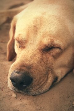 Labrador Dog Dip Clone