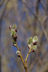 Pussy willow isolated