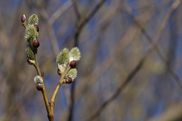 Pussy willow