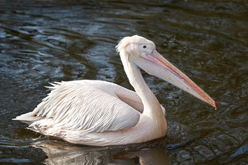 Great white pelican (Pelecanus onocrotalus)