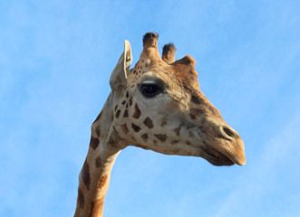 Giraffe photo