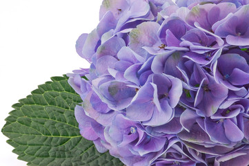 hydrangea flower on white background
