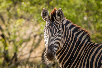 Fototapeta na wymiar Starring Zebra
