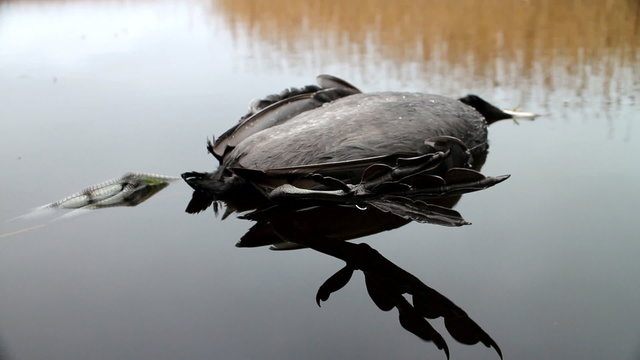 Next reincarnation. Dead black bird with strange feet swinging in water
