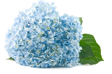 blaue Hortensienblüte auf weißem Hintergrund