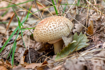 Edible Blusher fungi (Amanita rubescens)