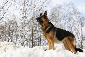 Naklejka na ściany i meble Dog on the snow in winter day