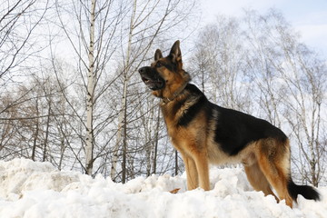 Dog on the snow in winter day