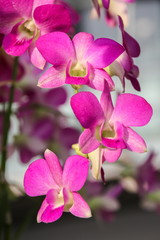 Fototapeta na wymiar Purple orchid with sunshine