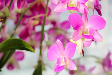 Fototapeta na wymiar Purple orchid with sunshine