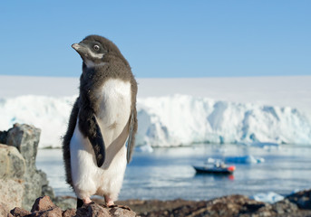 Young Adelie penguin standing on the rock, with blue sky, sea  and iceberg in background, Antarctic Peninsula
