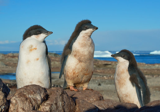 Three young Adelie penguins standing on the rock, with blue sky and sea in background, Antarctic Peninsula