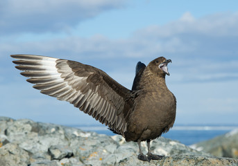 Antarctic skua with open wings on the rock, with blue sky in background, Antarctic Peninsula