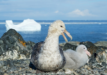 Giant petrel with chick in the nest, with blue sky and sea with iceberg in background, Antarctic Peninsula