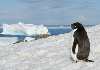 Adelie penguin standing on snowy hill, with blue sea and iceberg in background, Antarctic Peninsula
