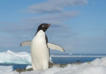 Fotobehang Adelie penguin standing on snowy hill, open wings, with blue sea and iceberg in background, Antarctic Peninsula © mzphoto11