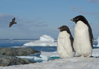 Obraz premium Two Adelie penguins standing on snowy hill, looking at flying skua, with blue sea and iceberg in background, Antarctic Peninsula