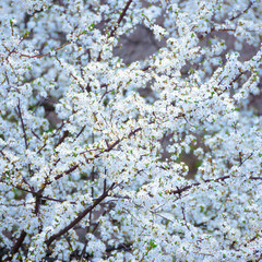 Spring Cherry Blossom. Bright Flowers Background, Floral Pattern