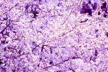 Spring Cherry Blossom. Bright Flowers Background, Floral Pattern
