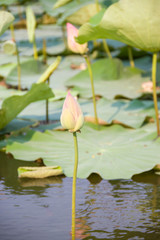 Lotus flower and Lotus flower plants
