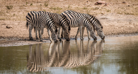 Fototapeta na wymiar Drinking Zebras