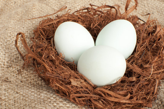 white and green eggs in the nest; green eggs contain very little cholesterol, so they are healthier
