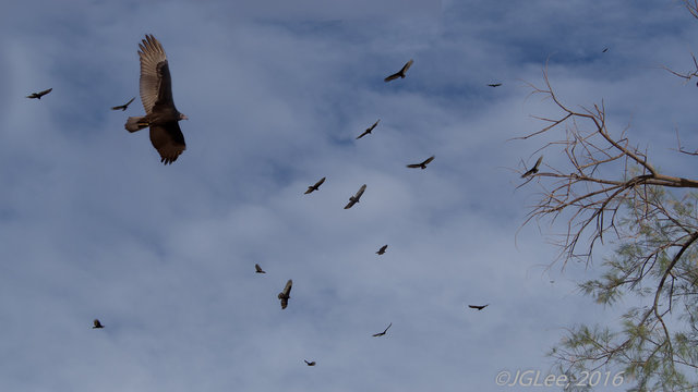 Flock of Vultures