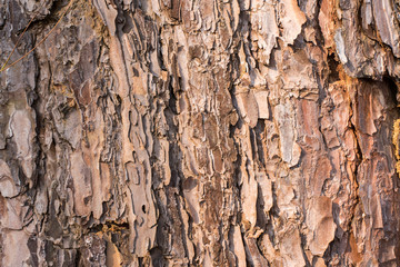 Bark of Pine Tree